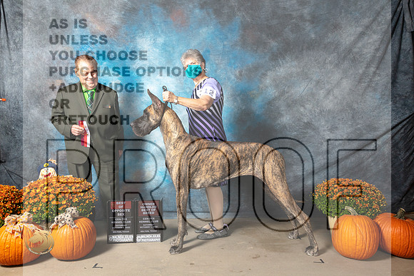 Great Dane #12 Sat BOS Judge Del Richards_MJ_5579_Belton_2022_HR3
