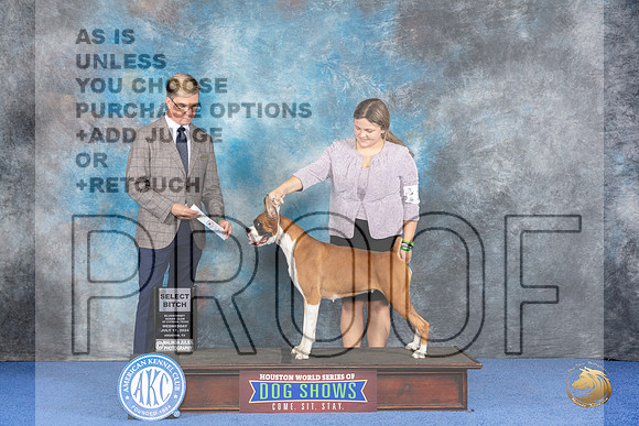 Boxer #32 WED SB Judge Douglas Johnson__JP_7300_Houston_2024_HR3