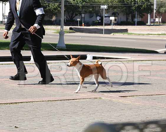 Basenji-7691 HR