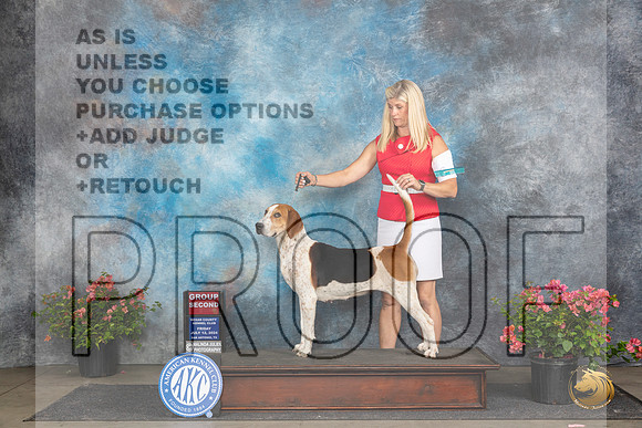 English Foxhound #6 Fri G2 Judge Polly (Mrs Robert) D Smith__JP_4349_San Antonio_2024_HR3