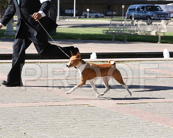 Basenji-7695 HR