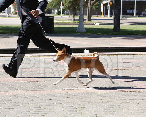 Basenji-7697 HR