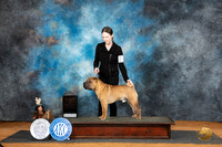 Chinese Shar Pei #? see note