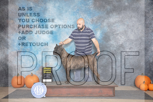 Cane Corso #15 Sun G3 Judge Jan Paulk__JP_9694_Humble_2024_HR3