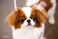 Japanese Chin Sat Ring