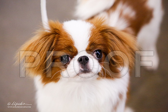 _JJ_7701-AddisonHuskyMar2015-HR3