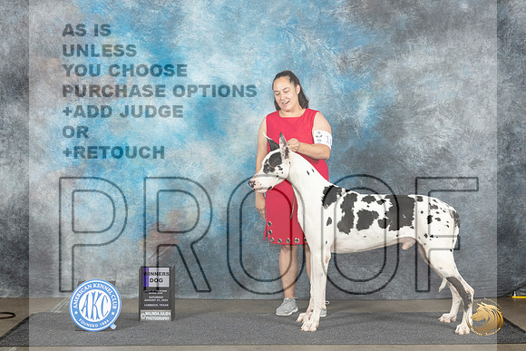 Great Dane #9 Sat WD Judge Debra Thornton r__JP_3892_Lubbock_2024_HR3