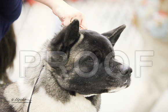 akita-7852 HR