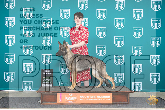 German Shepherd Dog #155 Sat BF Judge Pamela Perdue__JP_6525_BatesvilleMS_2024_HR3