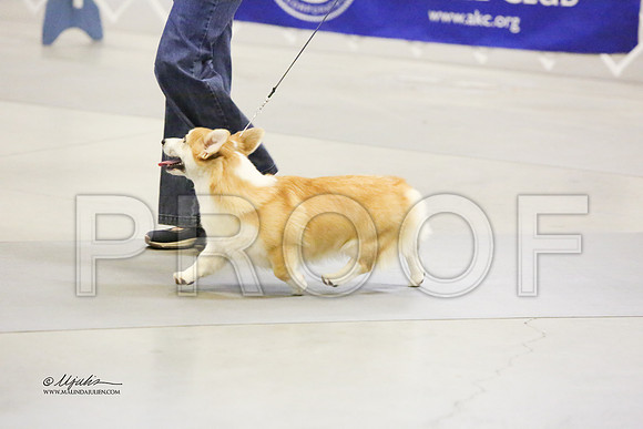 CorgPW-6929 HR