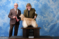 Spaniel Cocker ASCOB #7 Sat New Grand higginbotham Jean Maria L Judge Mr Edd Embry Bivin
