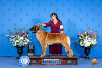 Leonberger #8 SUN WB BOW NC M Judge Ronald Freeman