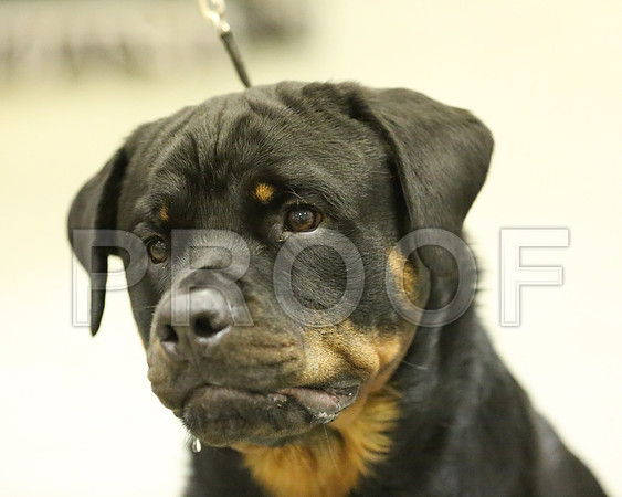 Rott-6347 HR