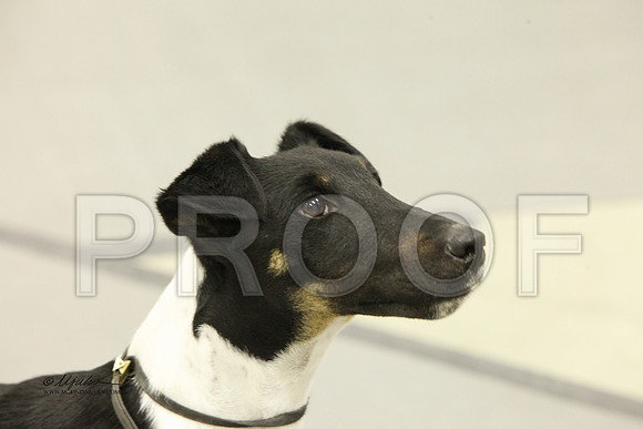 TerrierGrp-1544 HR