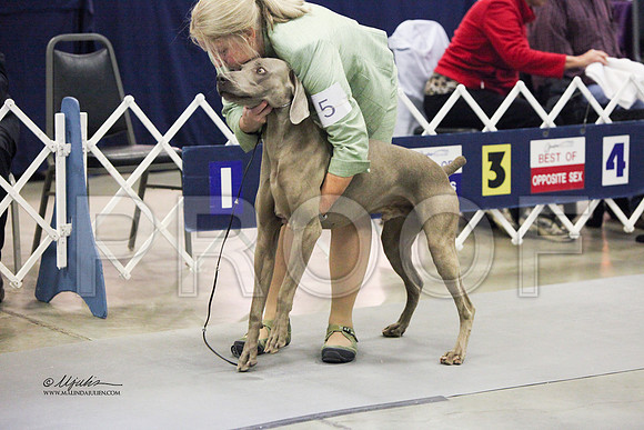 Weim-7013 HR