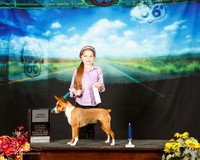 Rat Terrier Sat Junior Handler Shauna Moore