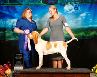Bracco Italiano Sat Reserve Best in Show Amy Bricker Judge Tracey Kallas