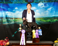 French Bull Dog Sat BOB Lyndel Ponce