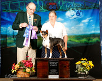 Rat Terrier Sat Group 1 Kenne Morgan Judge Alan Kenek