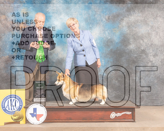 Pembroke Welsh Corgi #31 Fri AOM Judge David Guempel-MMJ_7611-FW2022-HR3