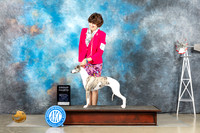 Whippet #10 Sun G4 Judge Sharon Derrick