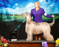 Afghan Hound Sun NC Pat F