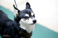 Alaskan Klee Kai Sat S1 Ring