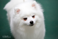 American Eskimo Sat S1 Ring