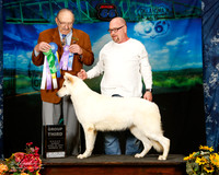 German Shepherd Dog Sun Group 3 Majorie Crouch Judge Alan Krenek