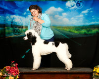 Multi Color Standard Poodle Sun Custom Jennipher Payne