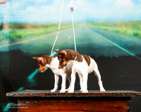 Rat Terrier Sun Custom Vera Boyle