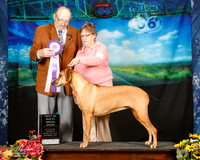 Rhodesian Ridgeback Sun BIS  Judge Alan Krenek