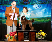 Standard Poodle Sun Best Puppy Jenipher Payne Judge Alan Krenek