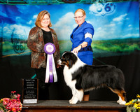 Australian Shepherd Sat BIS Terri Rein Judge Tracey Kallas
