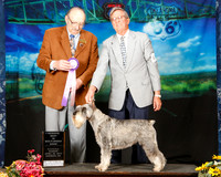 Standard Schnauzer Sun RBIS Judge Alan Krenek