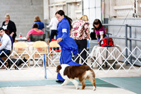 Australian Shepherd Sat S1 Ring