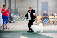 Best Veteran in Show Sat S1 Ring