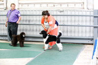 Best in Show Puppy Sat S2 Ring
