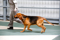 Bloodhound Sat S2 Ring