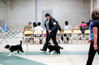Border Collie Sat S1 Ring