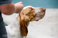 Bracco Italiano Sat S1 Ring