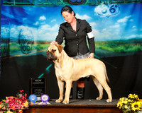 Bullmastiff Sat NC Donna Mullins