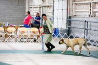 Bullmastiff Sat S1 Ring