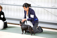 Companion Dog Group Sat S2 Ring