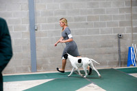English Pointer Sat S1 Ring