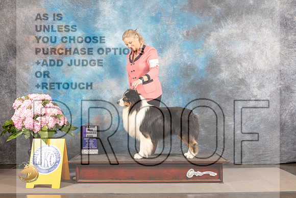 Australian Shepherd #25 THUR WD Major Judge John Wade_MJ_4075_Houston_2022_HR3