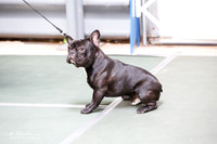 French Bull Dog Sat S2 Ring
