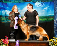 German Shepherd Dog Sun BOB Erica Reese Judge Tracey Kallas
