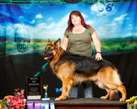 German Shepherd Sun April Morre