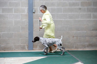 German Shorthaired Pointer Sat S1 Ring